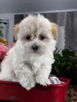 Levi, a male Lhasa Apso and Coton de Tulear for sale in Seneca Falls, NY – Photo 1 of 5