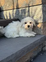 Bella, a female Bichon Frise for sale in Seneca Falls, NY – 4 of 4