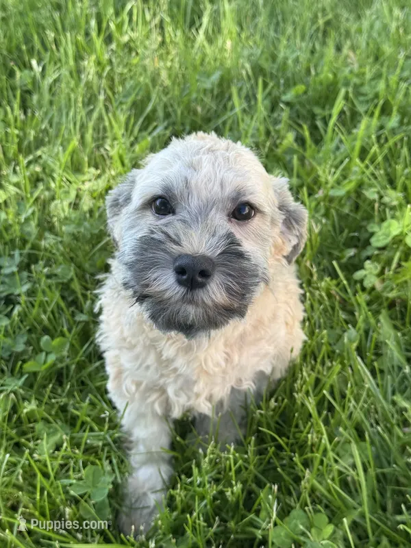 Henry  – Havanese puppy for sale in Seneca Falls, NY