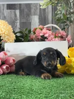Donna , a female Miniature Dachshund for sale in Seneca Falls, NY – 4 of 5