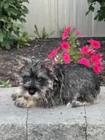 Mc. Donald , a male Miniature Schnauzer for sale in Seneca Falls, NY – 4 of 5