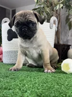 Princess , a female Pug for sale in Seneca Falls, NY – 4 of 5