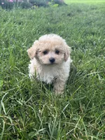 Belle, a female Bichpoo for sale in Seneca Falls, NY – 2 of 5