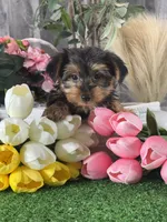 Yimmy , a male Yorkshire Terrier for sale in Seneca Falls, NY – 1 of 6