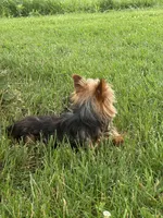 Yoda, a female Yorkshire Terrier for sale in Seneca Falls, NY – 5 of 5