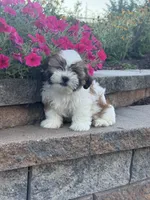 Skylar, a male Shih Tzu for sale in Seneca Falls, NY – 1 of 5