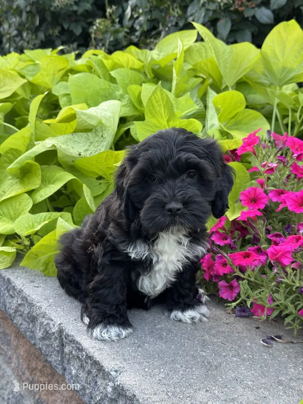 Annabelle – Lhasapoo puppy for sale in Seneca Falls, NY