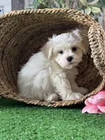 Louie , a male Bichon Frise and Lhasa Apso for sale in Seneca Falls, NY – 5 of 5