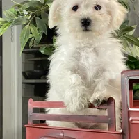 Betty, a female Bichon Frise for sale in Seneca Falls, NY – Photo 2 of 4