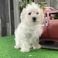 Betty, a female Bichon Frise for sale in Seneca Falls, NY – Photo 1 of 4