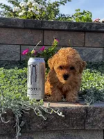 Paisley , a female Poodle - Toy  for sale in Seneca Falls, NY – 5 of 6