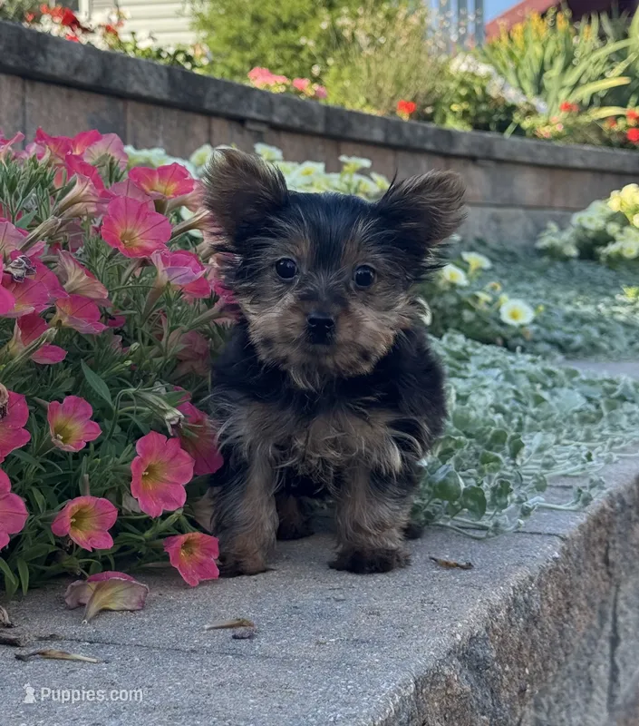 Teacup Yuzu  – Yorkshire Terrier puppy for sale in Seneca Falls, NY