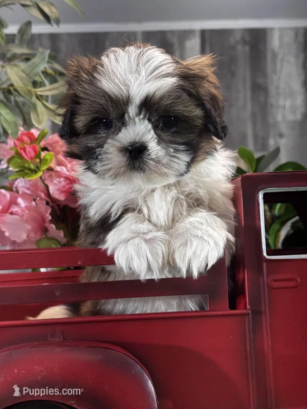 Stella – Shih Tzu puppy for sale in Seneca Falls, NY