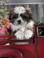 Stella, a female Shih Tzu for sale in Seneca Falls, NY – Photo 1 of 4