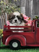 Stella, a female Shih Tzu for sale in Seneca Falls, NY – Photo 3 of 4