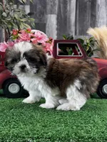 Stella, a female Shih Tzu for sale in Seneca Falls, NY – Photo 2 of 4