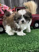 Stella, a female Shih Tzu for sale in Seneca Falls, NY – Photo 4 of 4