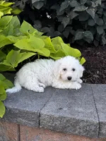 Bradley, a male Bichon Frise for sale in Seneca Falls, NY – 2 of 6