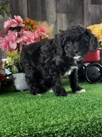 Nala, a female Cavapoo for sale in Seneca Falls, NY – Photo 2 of 4