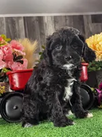 Nala, a female Cavapoo for sale in Seneca Falls, NY – Photo 3 of 4