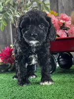 Nala, a female Cavapoo for sale in Seneca Falls, NY – Photo 4 of 4