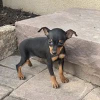 Quella, a female Miniature Pinscher for sale in Seneca Falls, NY – Photo 6 of 7