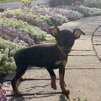 Quella, a female Miniature Pinscher for sale in Seneca Falls, NY – Photo 3 of 7