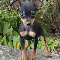 Quella, a female Miniature Pinscher for sale in Seneca Falls, NY – Photo 1 of 7