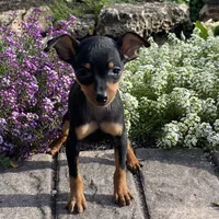 Quella, a female Miniature Pinscher for sale in Seneca Falls, NY – Photo 4 of 7