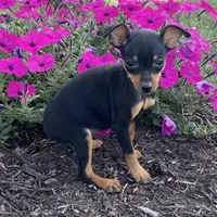 Quella, a female Miniature Pinscher for sale in Seneca Falls, NY – Photo 5 of 7