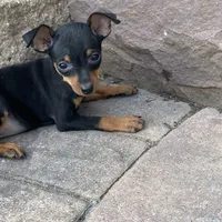 Quella, a female Miniature Pinscher for sale in Seneca Falls, NY – Photo 2 of 7