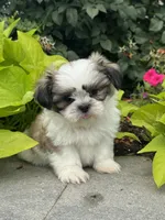 Smokey , a male Shih Tzu for sale in Seneca Falls, NY – 5 of 5