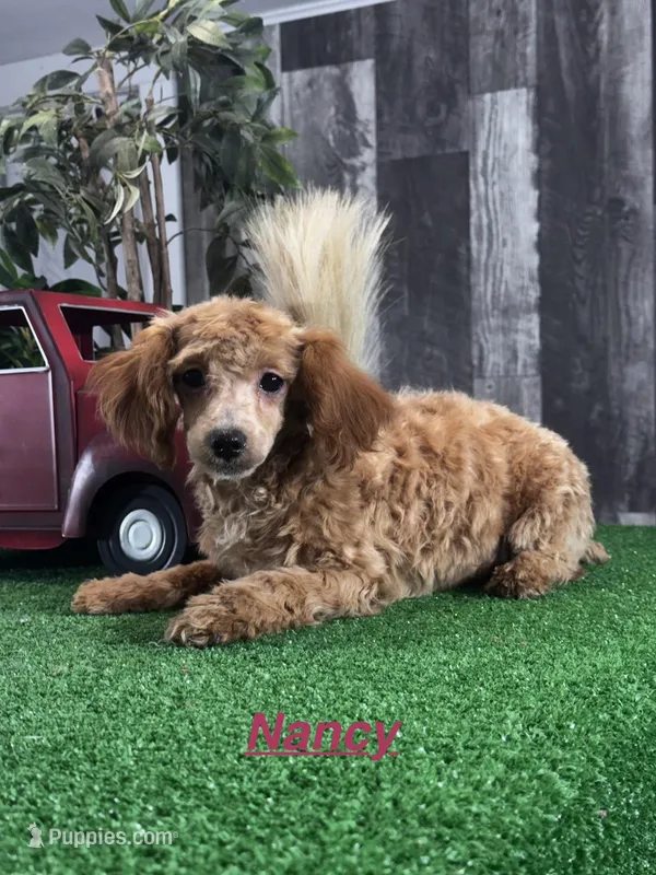 Nancy – Poodle - Miniature  puppy for sale in Seneca Falls, NY