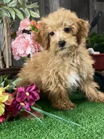 Nancy, a female Poodle - Miniature  for sale in Seneca Falls, NY – Photo 2 of 3