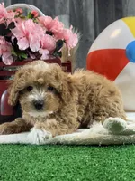 Nigel, a female Poodle - Toy  for sale in Seneca Falls, NY – Photo 4 of 7