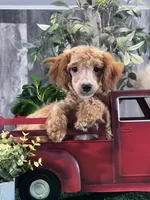 Nancy, a female Poodle - Miniature  for sale in Seneca Falls, NY – Photo 3 of 3