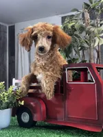 Nancy, a female Poodle - Miniature  for sale in Seneca Falls, NY – Photo 2 of 3