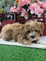 Nigel, a female Poodle - Toy  for sale in Seneca Falls, NY – Photo 7 of 7