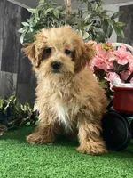 Nancy, a female Poodle - Miniature  for sale in Seneca Falls, NY – Photo 3 of 3