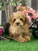 Nancy, a female Poodle - Miniature  for sale in Seneca Falls, NY – Photo 1 of 3