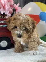 Nigel, a female Poodle - Toy  for sale in Seneca Falls, NY – Photo 1 of 7