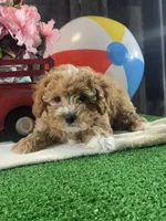 Nigel, a female Poodle - Toy  for sale in Seneca Falls, NY – Photo 6 of 7