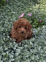 Pluto, a male Poodle - Toy  for sale in Seneca Falls, NY – 5 of 6