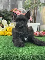 Kobe, a male Miniature Schnauzer for sale in Seneca Falls, NY – 3 of 5