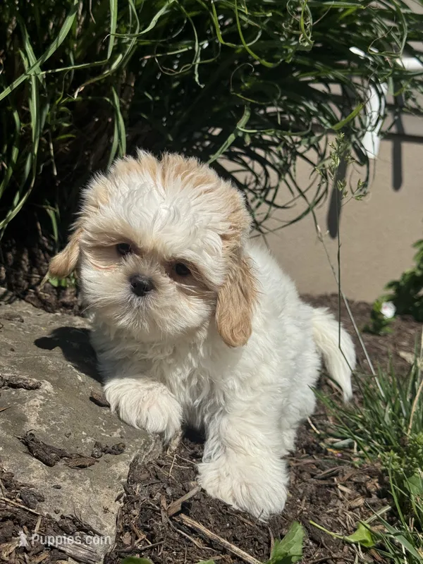 Skittles – Shih Tzu puppy for sale in Seneca Falls, NY
