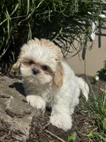 Skittles, a male Shih Tzu for sale in Seneca Falls, NY – 1 of 5