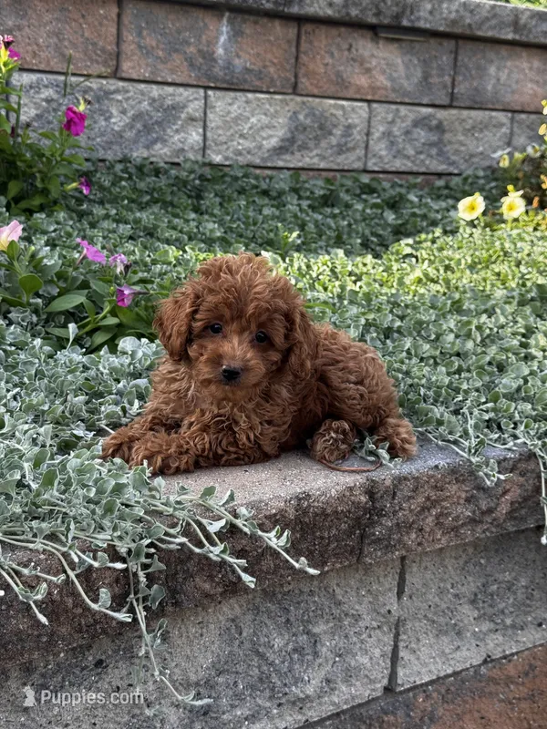 Pluto – Poodle - Toy  puppy for sale in Seneca Falls, NY