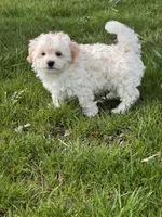 Harlow, a male Havanese for sale in Seneca Falls, NY – 5 of 5