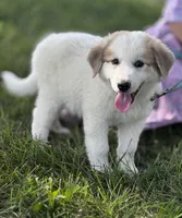 George, a male Great Pyrenees for sale in Seneca Falls, NY – 1 of 6