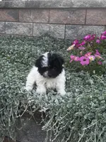 Holly, a female Havanese for sale in Seneca Falls, NY – 2 of 5